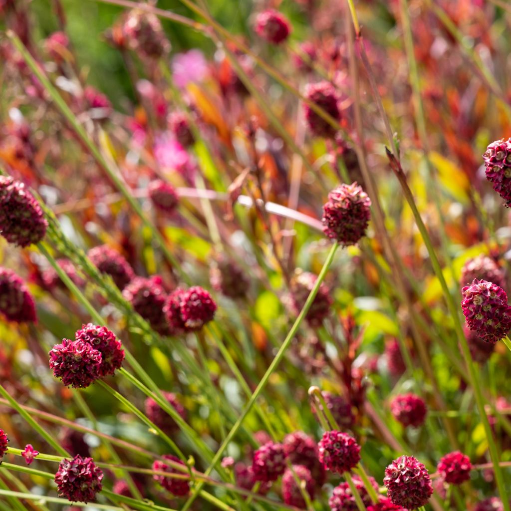 Sanguisorba officinalis Pink Tanna - Grande Pimprenelle