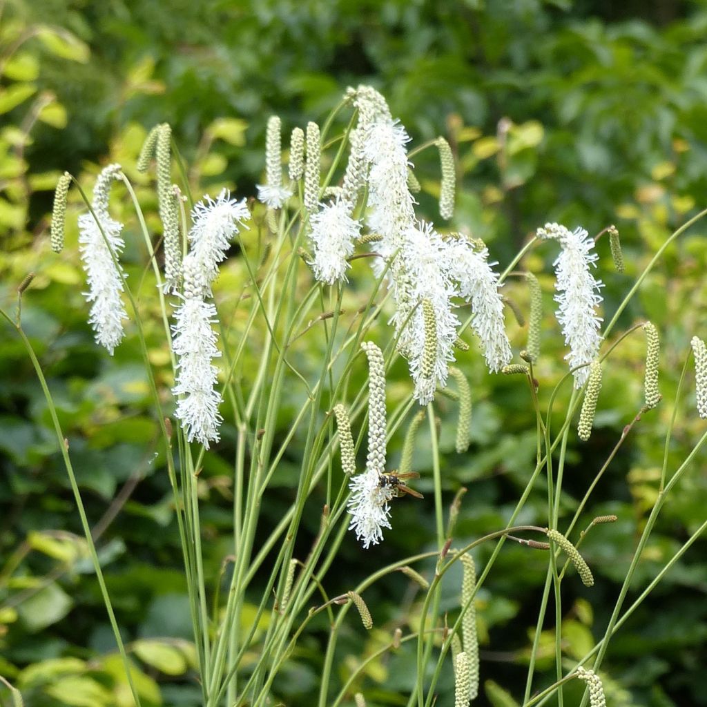 Sanguisorba tenuifolia Alba - Pimprenelle à fines feuilles