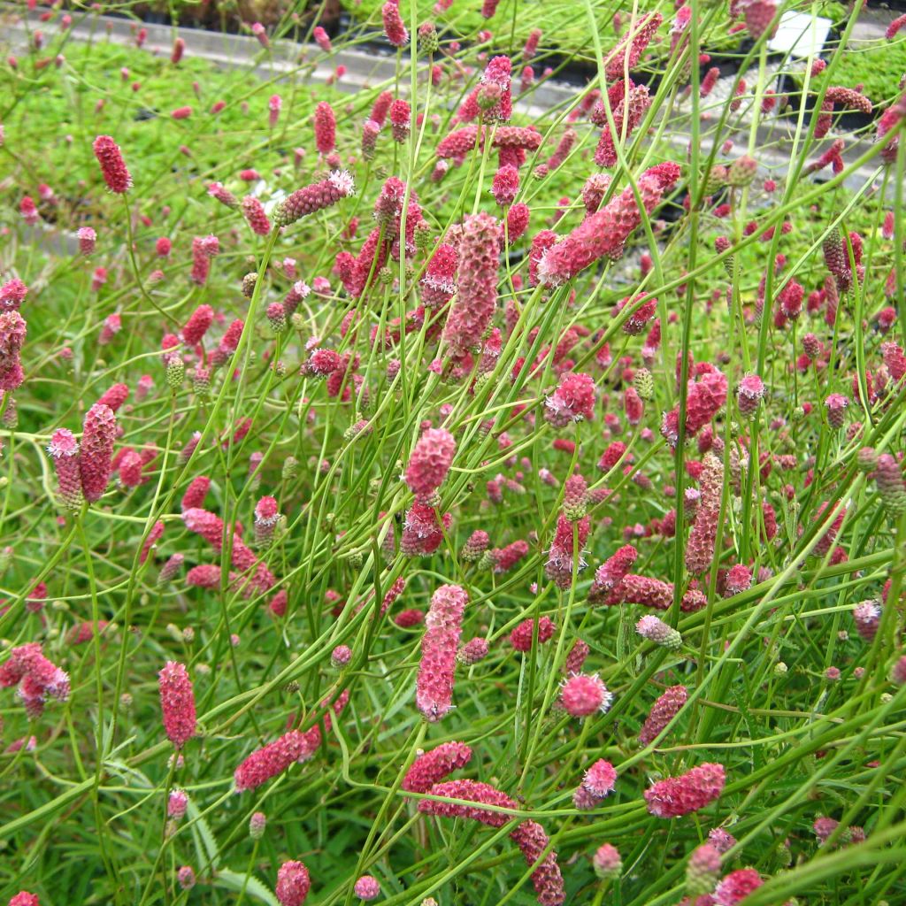 Sanguisorba tenuifolia Pink Elephant - Pimprenelle à fines feuilles
