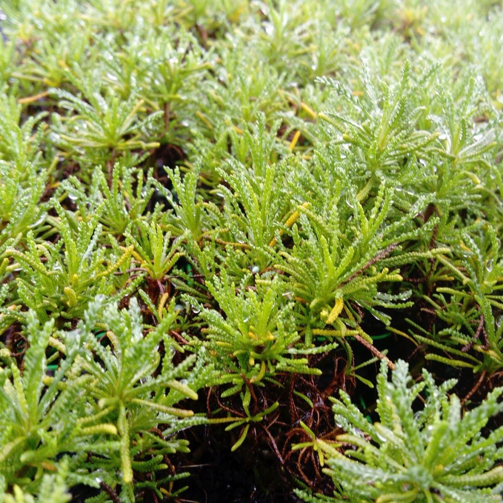 Herbe à olive - Santolina viridis en plant