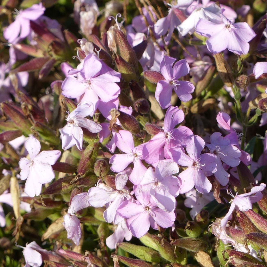 Saponaria Max Frei - saponaire hybride