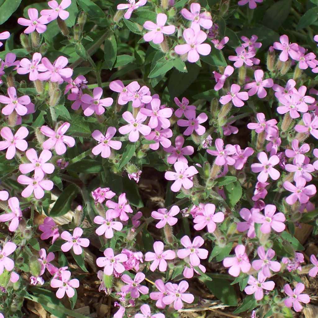 Saponaria ocymoides - Saponaire de Montpellier