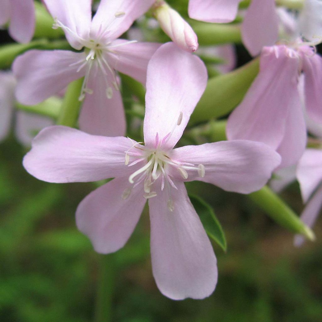 Saponaria officinalis - Saponaire officinale simple.