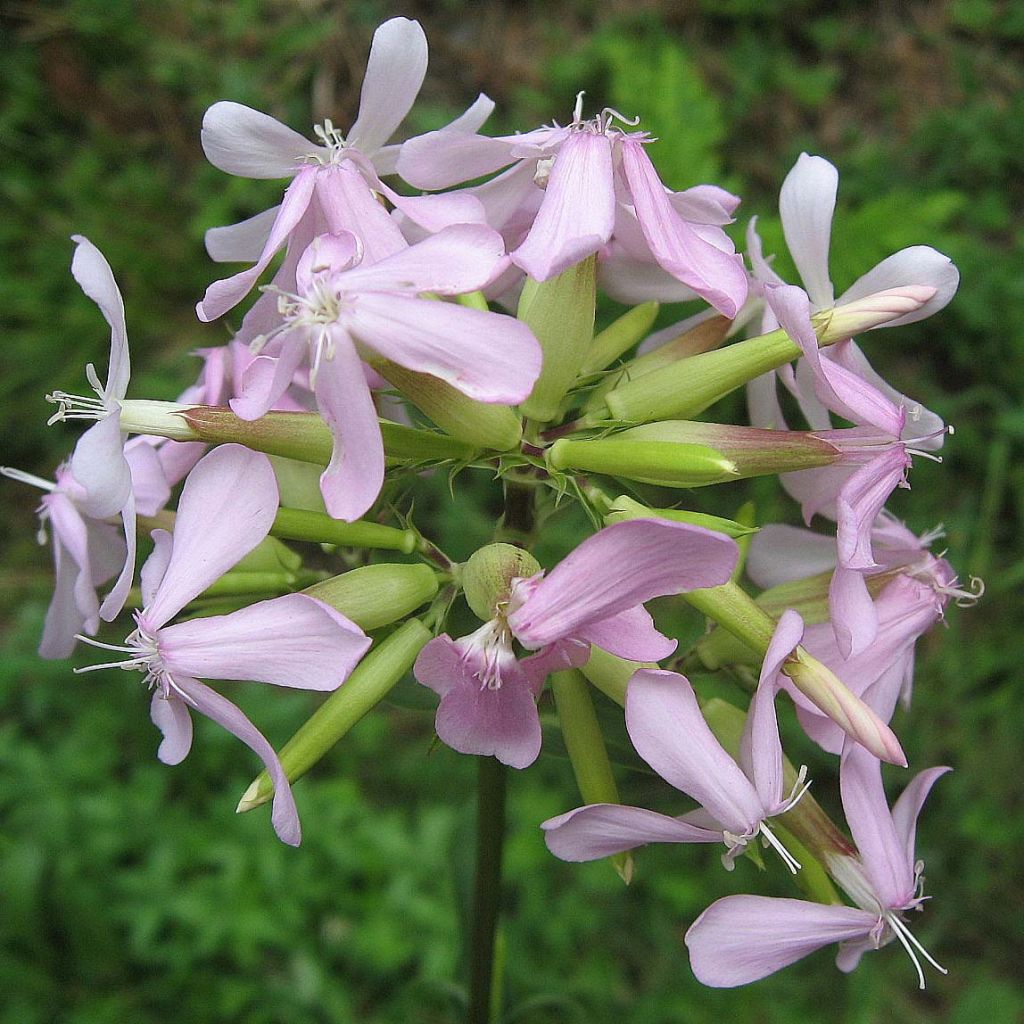 Saponaria officinalis - Saponaire officinale simple.