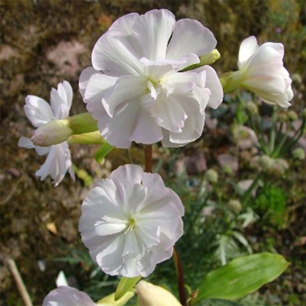 Saponaria officinalis Alba Plena - Saponaire officinale semi-double blanche.