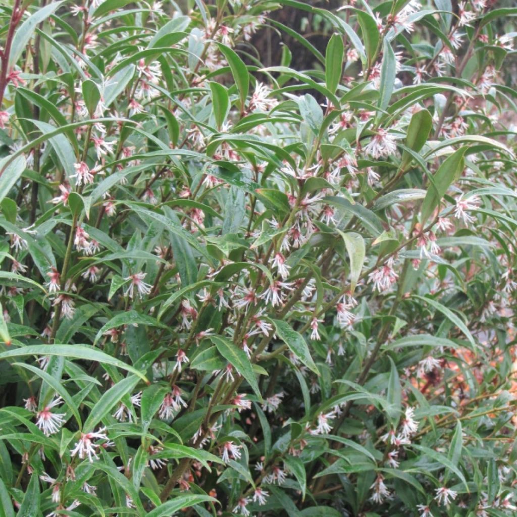 Sarcococca hookeriana Digyna