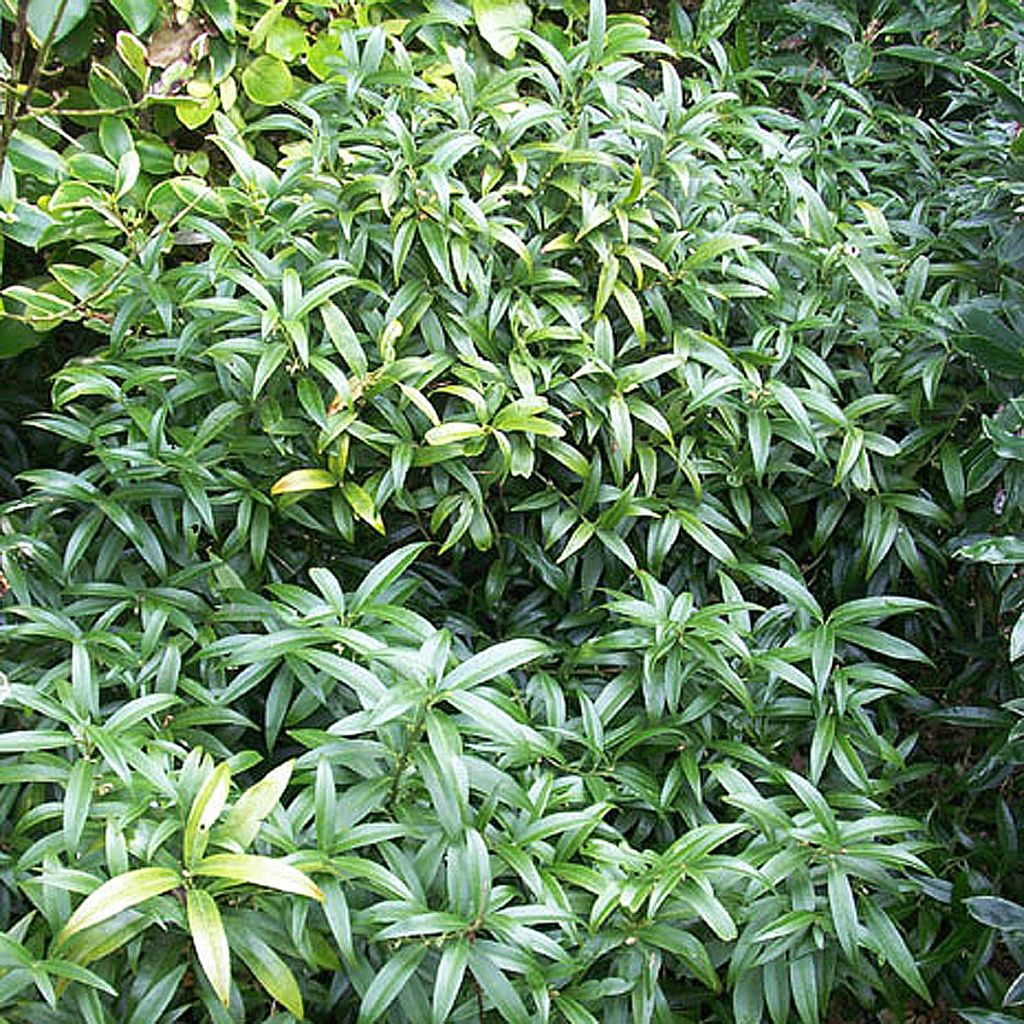 Sarcococca hookeriana humilis