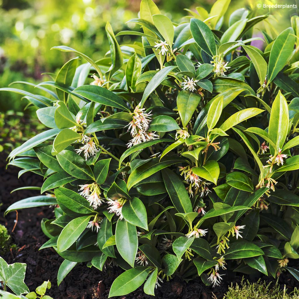 Sarcococca Fragrant Mountain