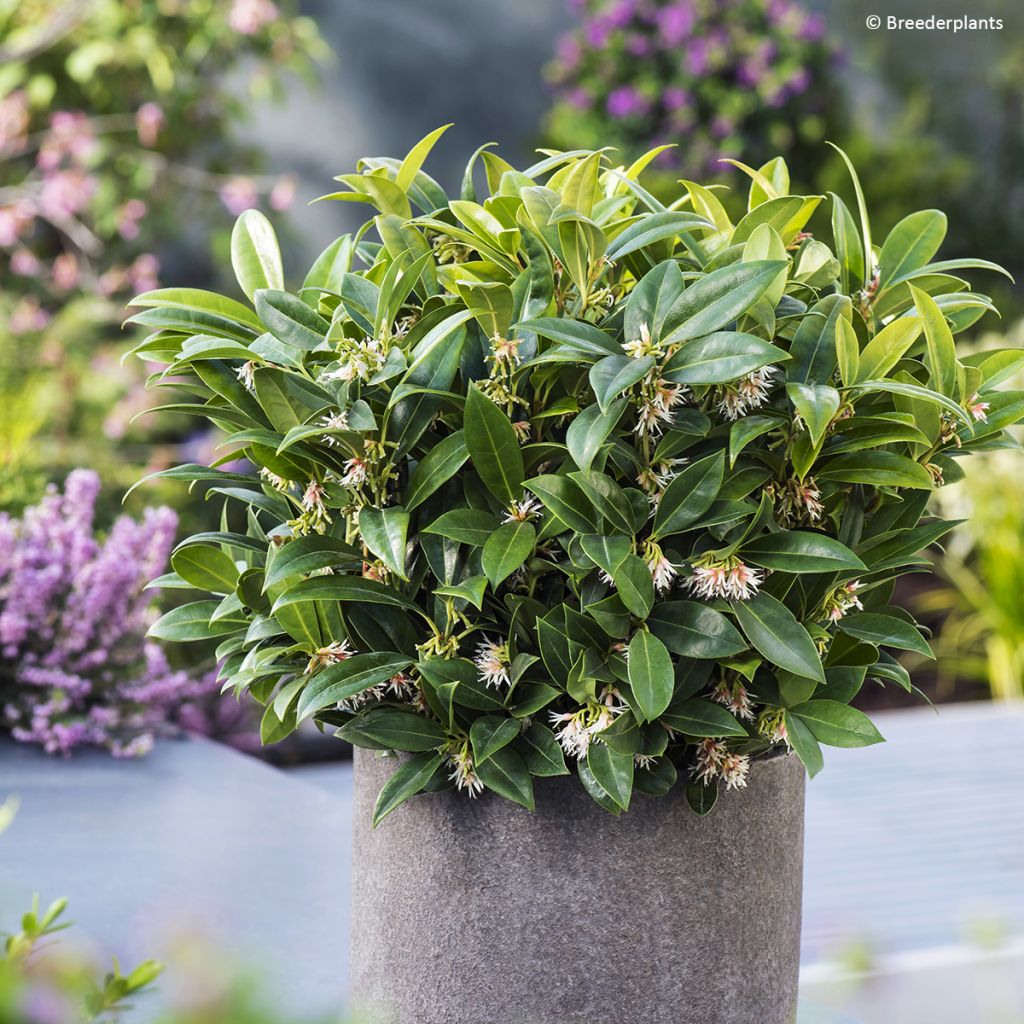 Sarcococca Fragrant Mountain