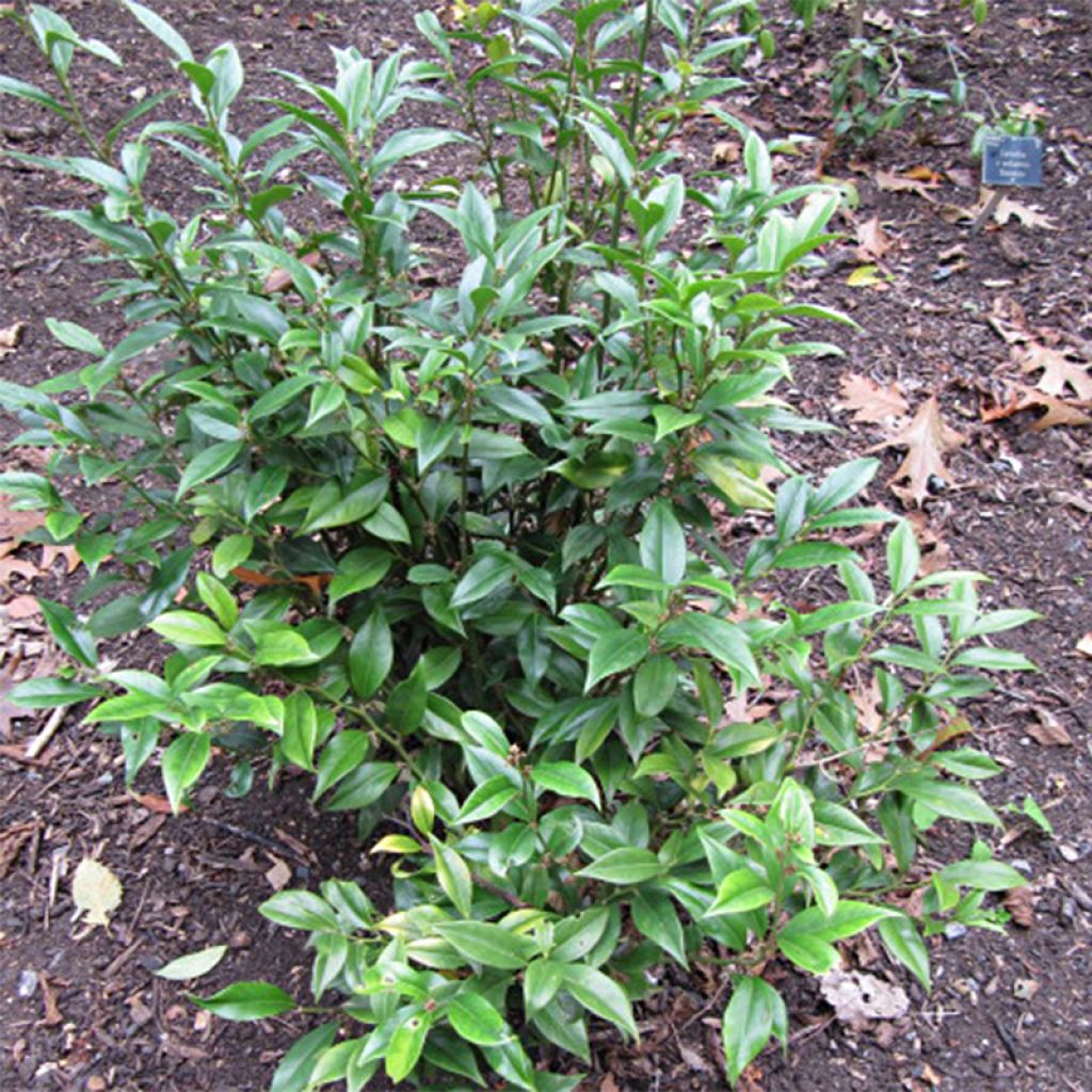 Sarcococca orientalis - Sarcocoque d'Orient.