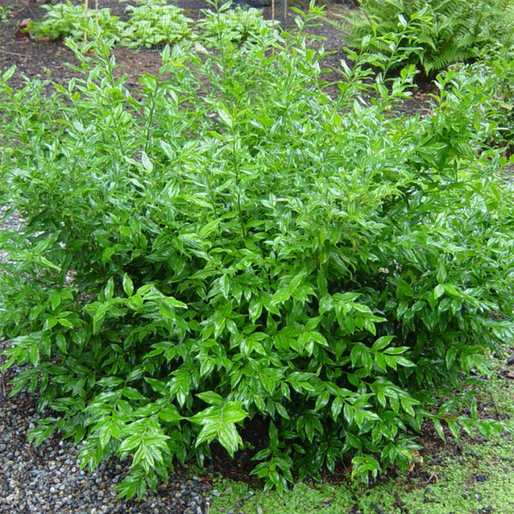 Sarcococca ruscifolia - Sarcocoque à feuilles de Ruscus.