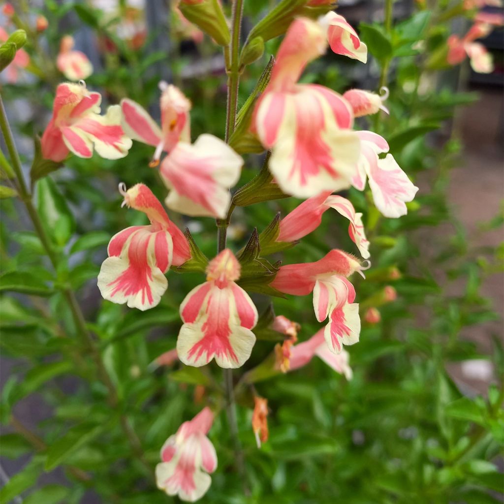 Sauge arbustive Belle de Loire - Salvia jamensis