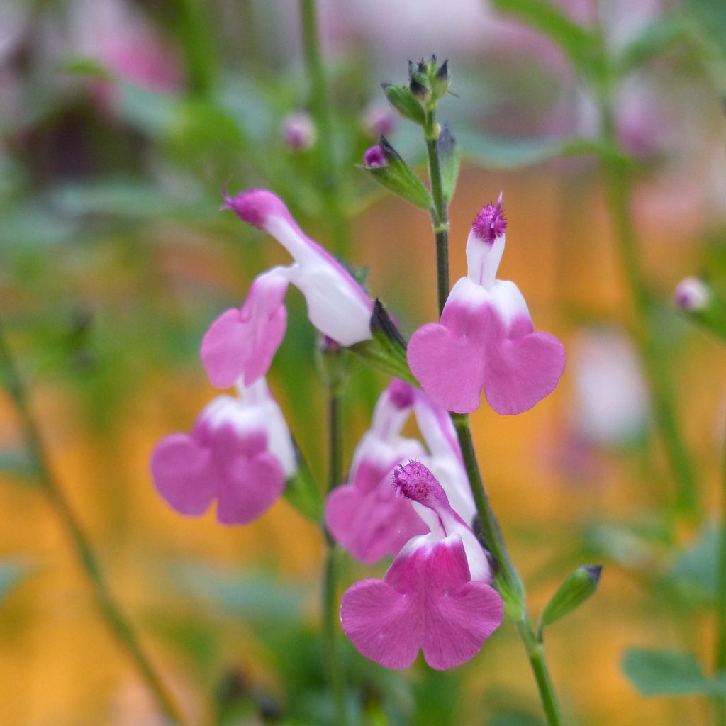 Sauge arbustive Pink Lips (Jeremy) - Salvia microphylla