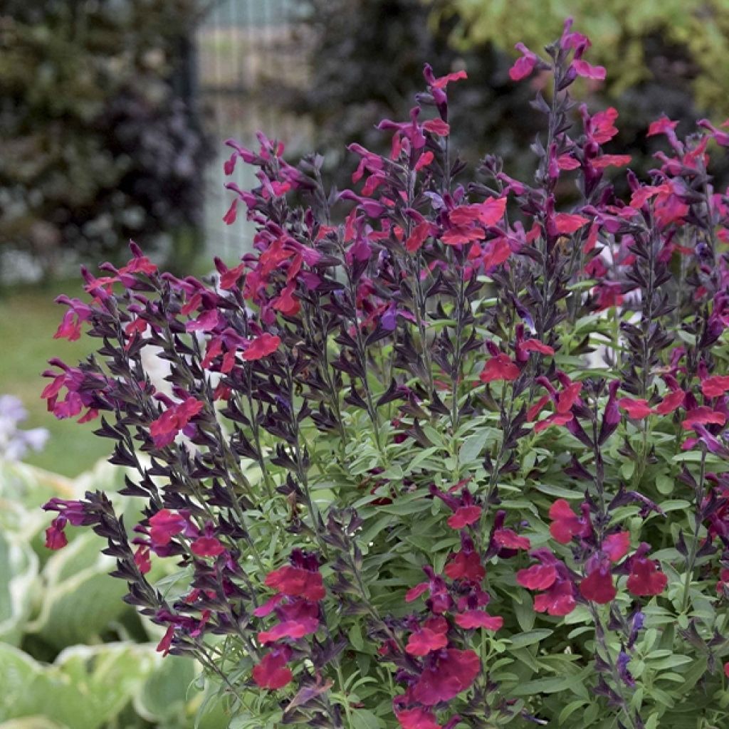 Sauge arbustive - Salvia greggii Mirage ® Burgundy