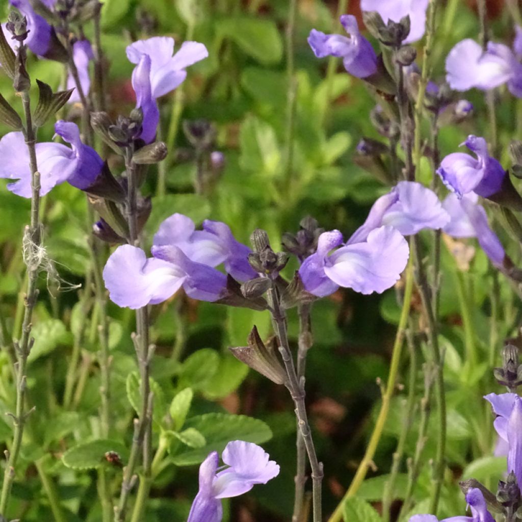 Sauge arbustive So Cool Pale Blue - Salvia microphylla