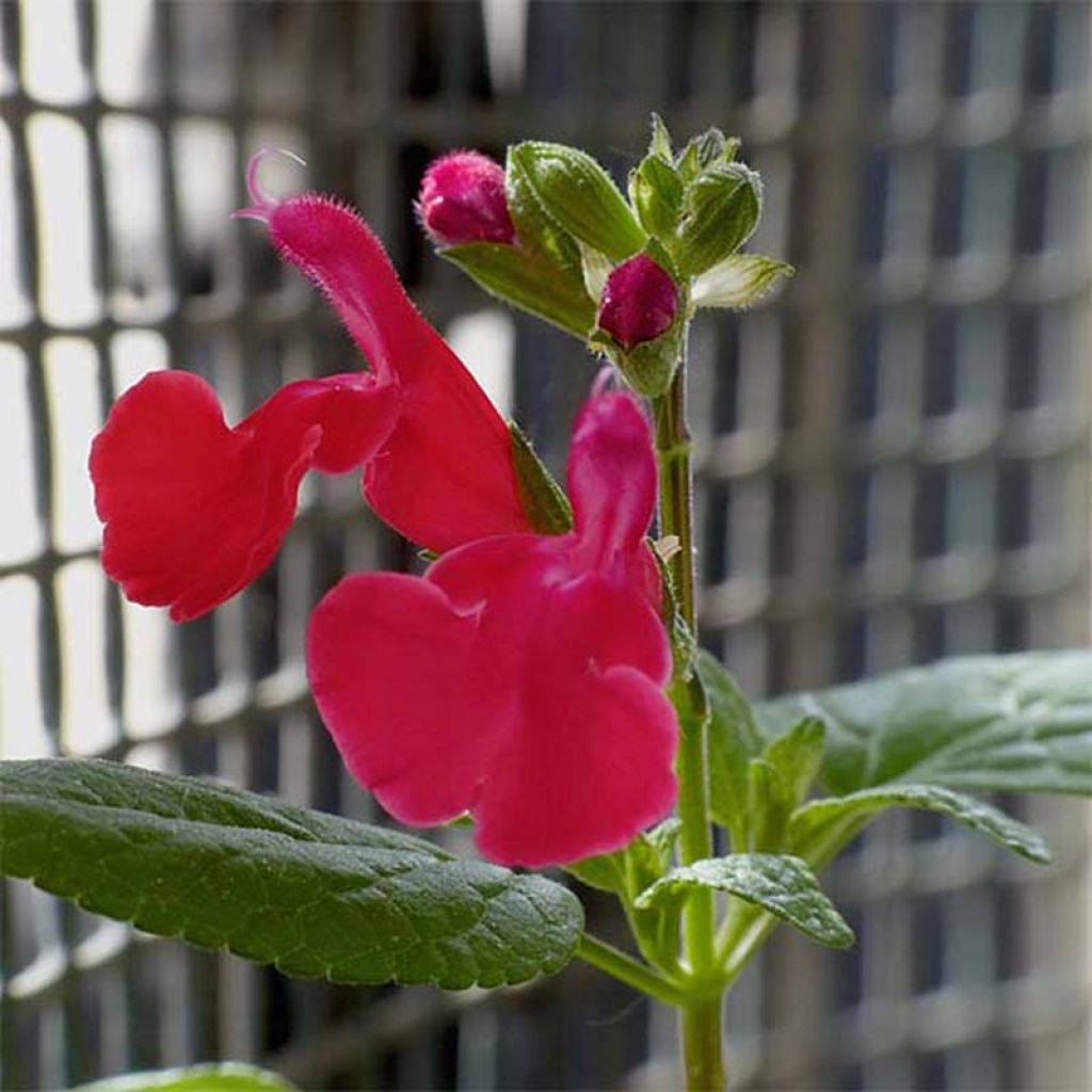 Sauge arbustive rouge - Salvia microphylla grahamii 