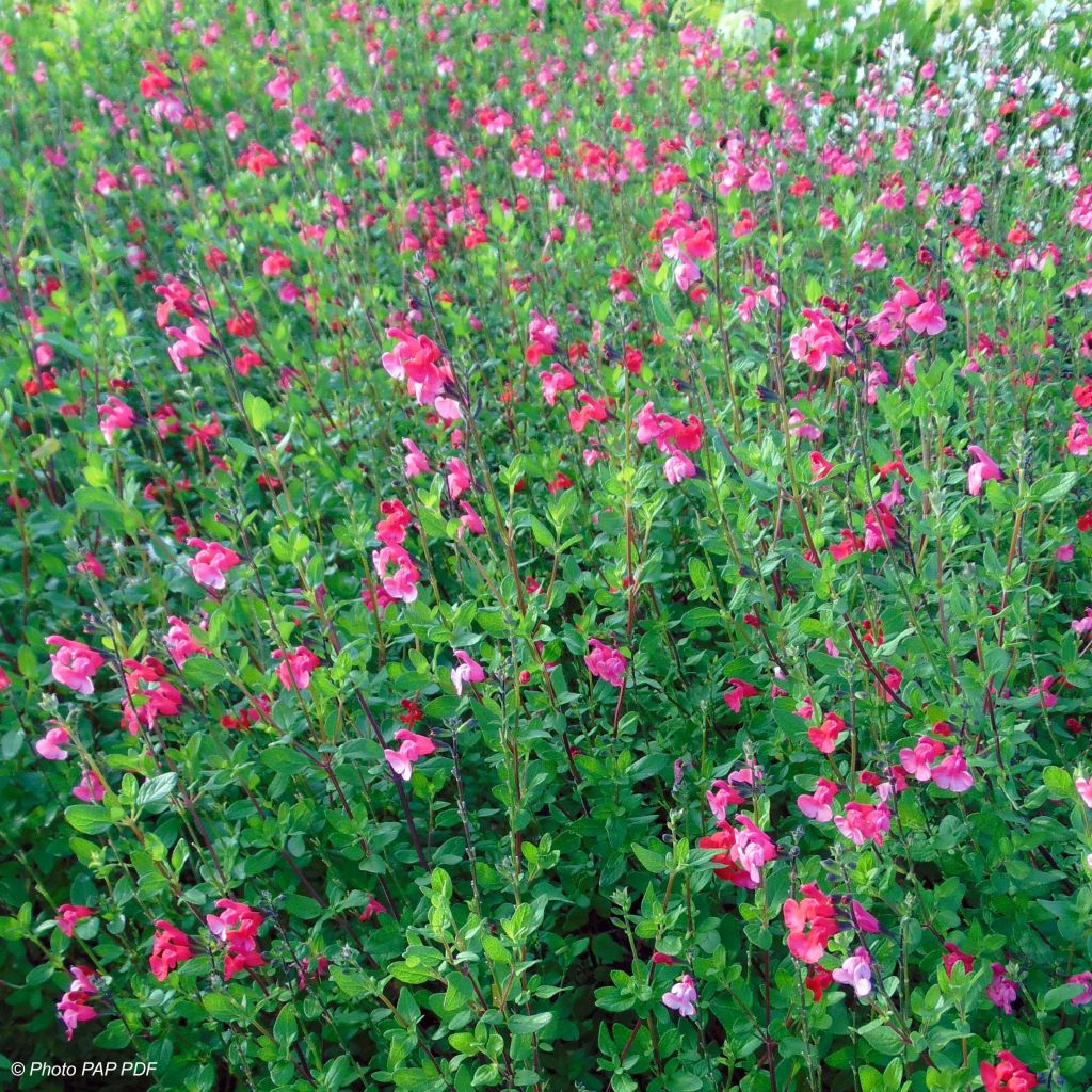 Sauge arbustive rouge - Salvia microphylla grahamii 