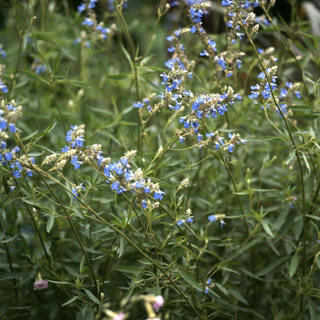 Sauge des marais - Salvia uliginosa