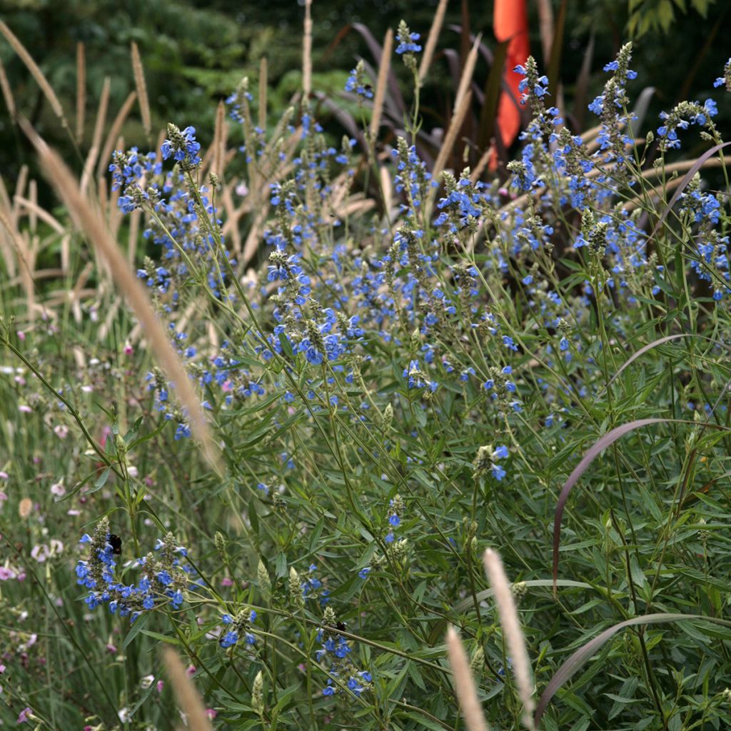 Sauge des marais - Salvia uliginosa