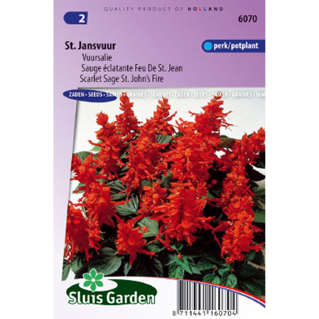 Sauge éclatante - Salvia splendens