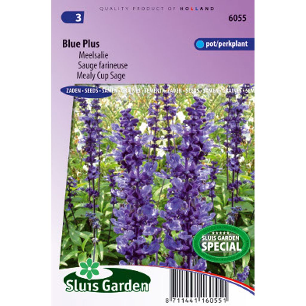 Sauge farineuse Blue Plus - Salvia farinacea