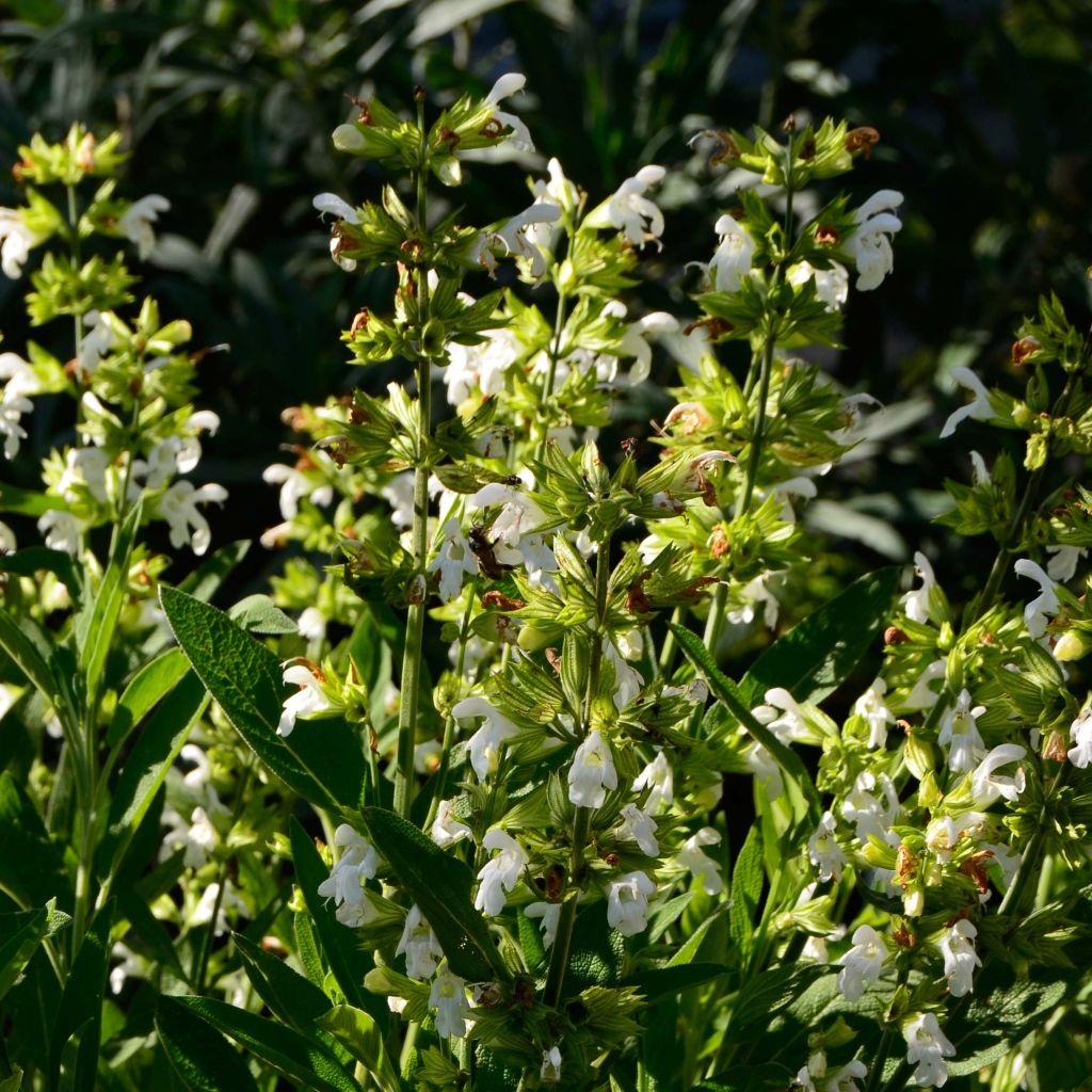 Sauge officinale Albiflora - Salvia officinalis