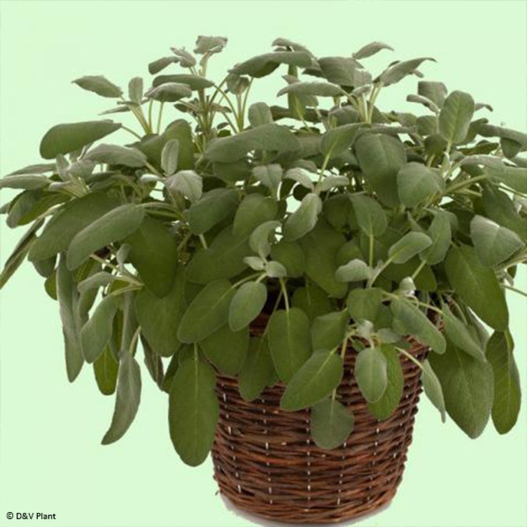 Sauge officinale Maxima - Salvia officinalis