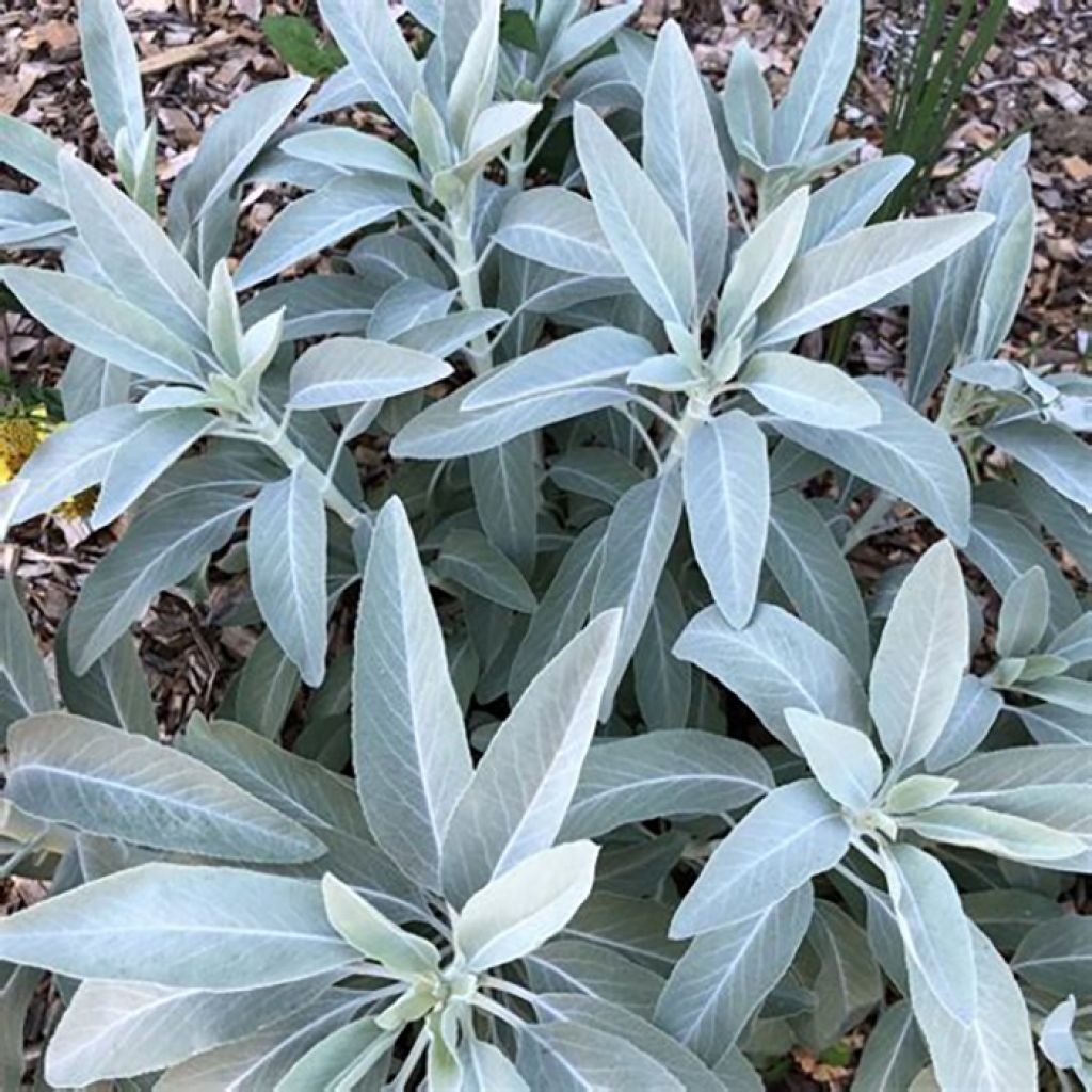 Sauge blanche sacrée - Salvia apiana - Vivace arbustive, aromatique et  médicinale