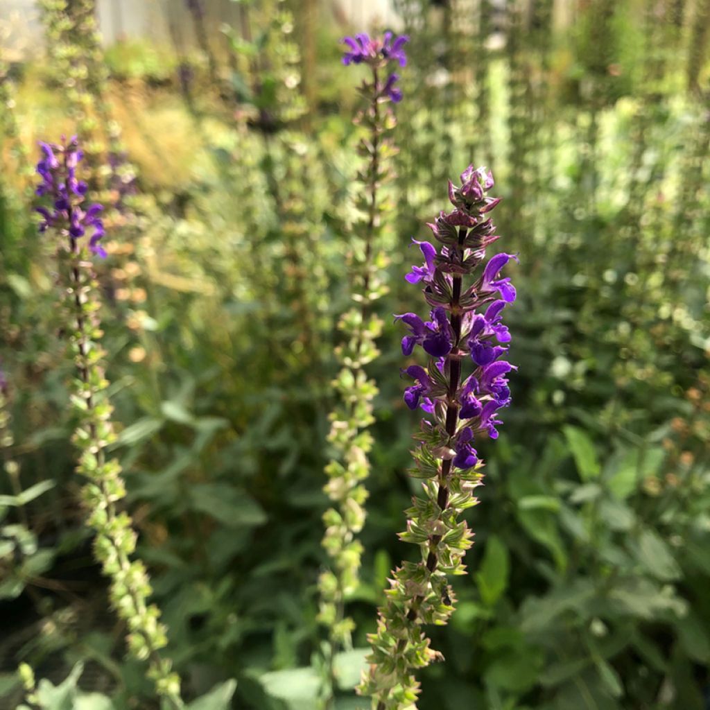 Sauge - Salvia nemorosa Caradonna