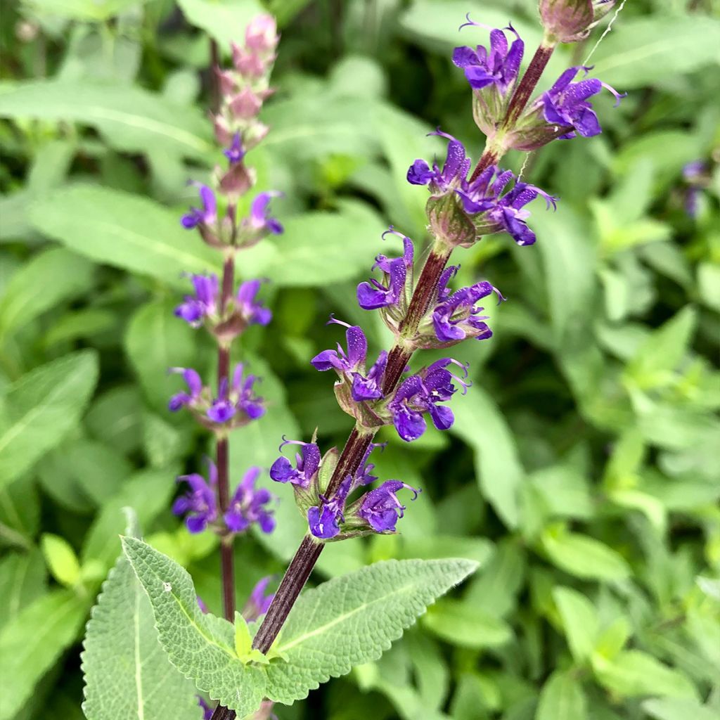 Sauge - Salvia nemorosa Caradonna