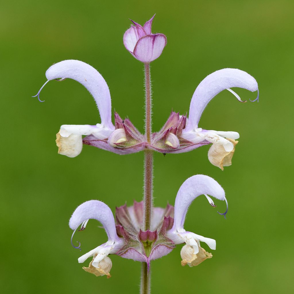 Sauge sclarée - Salvia sclarea