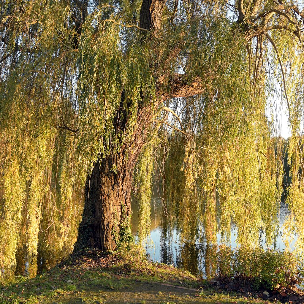 Saule pleureur - Salix alba Tristis