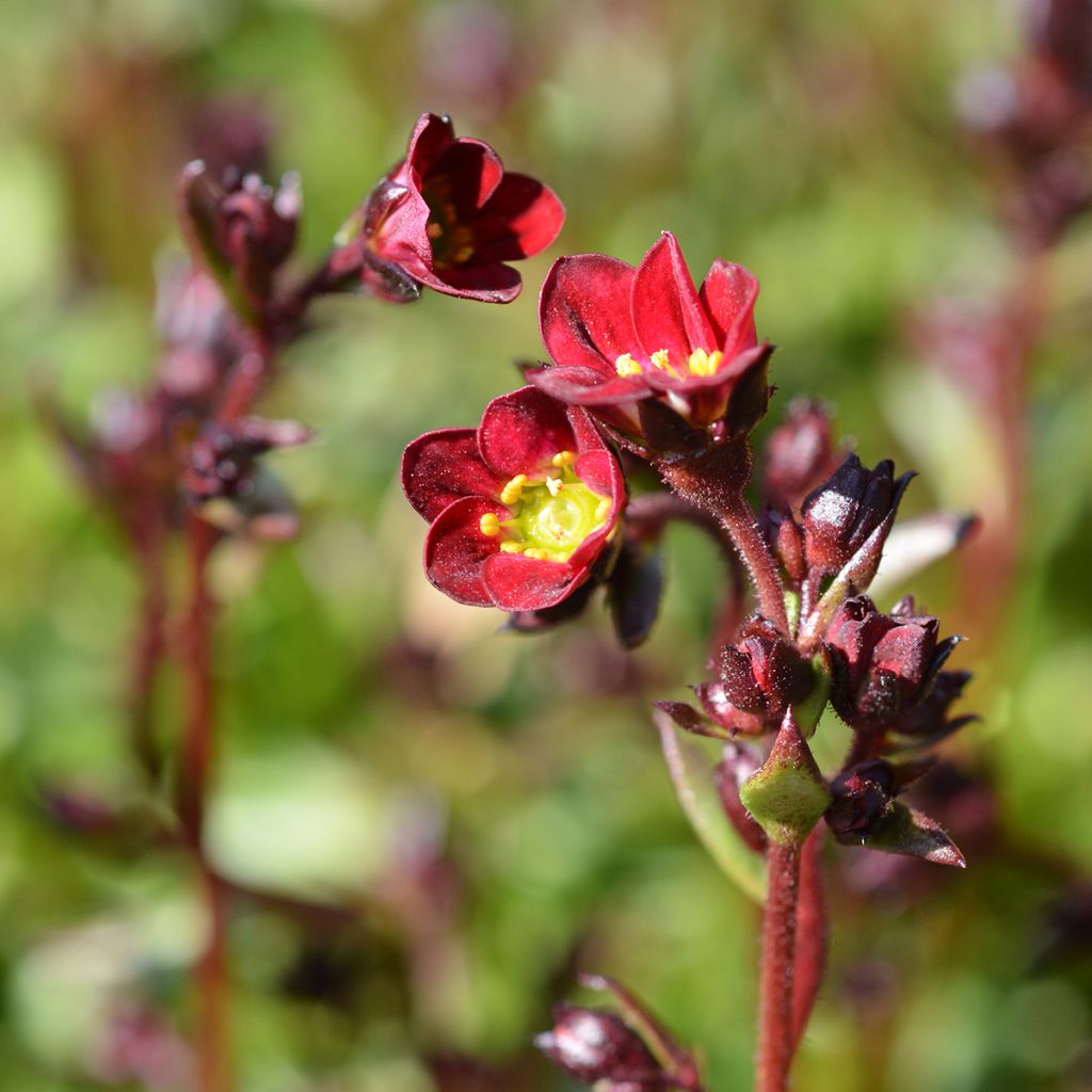 Saxifraga arendsii Peter Pan - Saxifrage mousse