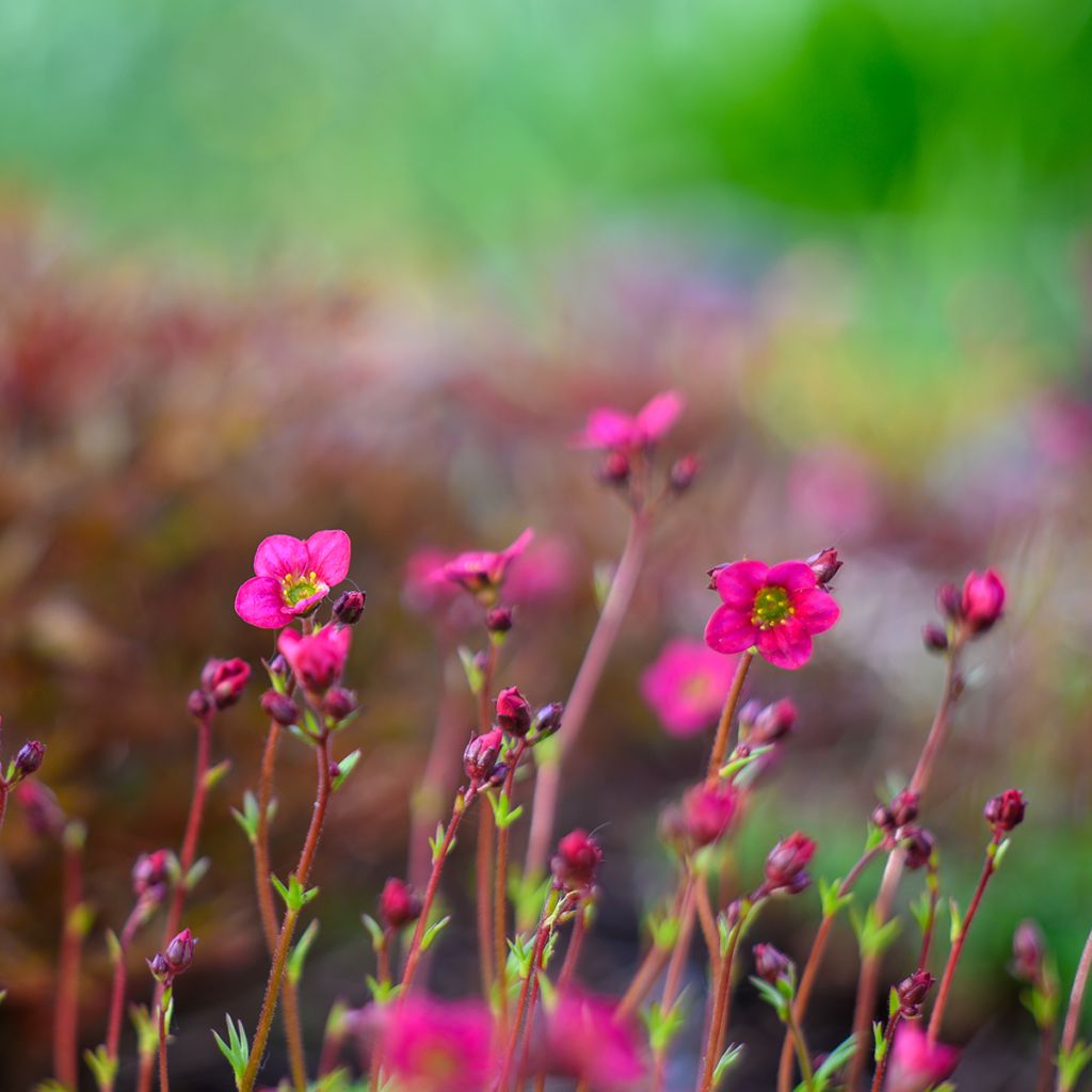 Saxifraga arendsii Peter Pan - Saxifrage mousse