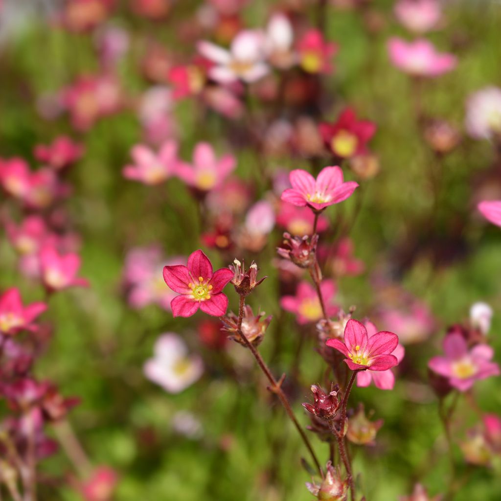 Saxifraga arendsii Peter Pan - Saxifrage mousse