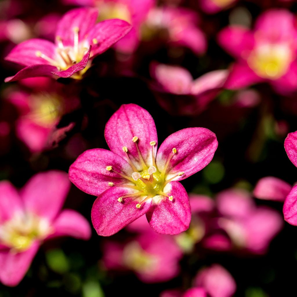 Saxifraga arendsii Peter Pan - Saxifrage mousse