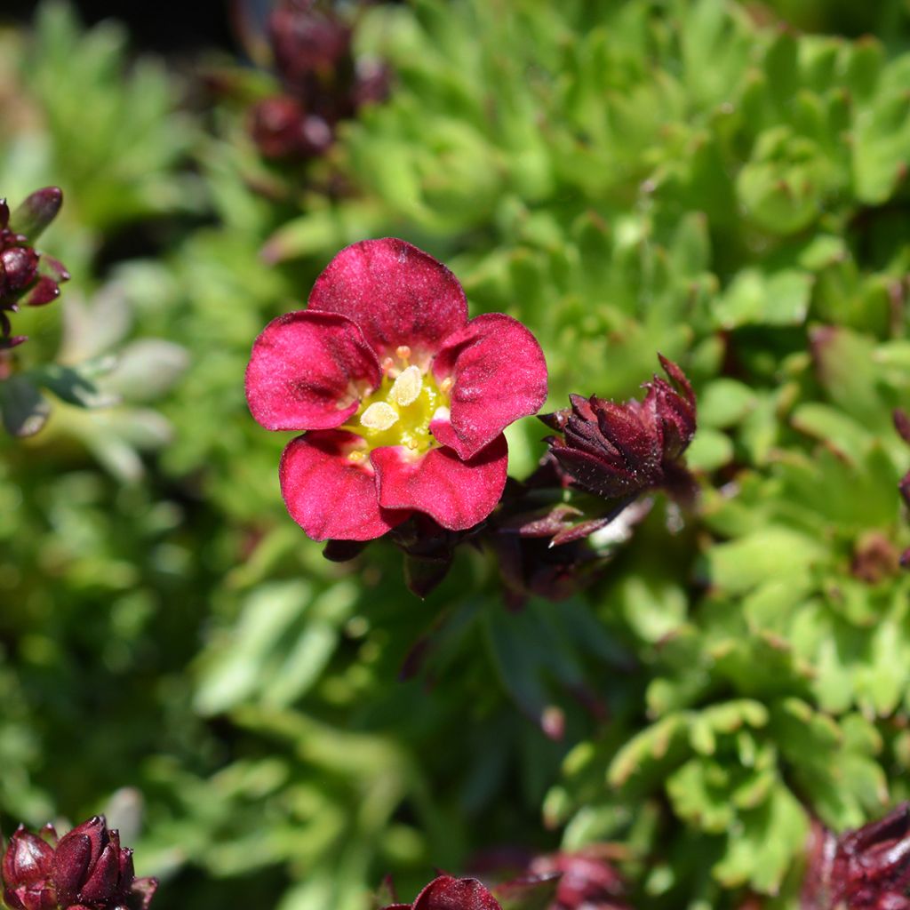 Saxifraga arendsii Peter Pan - Saxifrage mousse