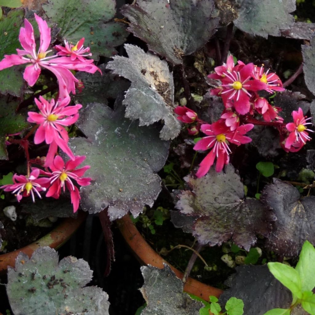 Saxifrage - Saxifraga cortusifolia Black Ruby