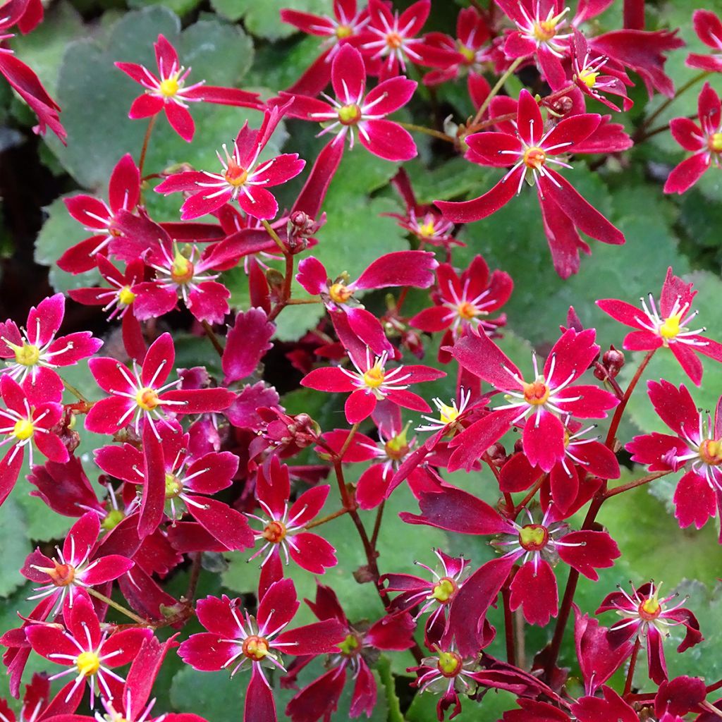 Saxifraga fortunei Beni Tsukasa - Saxifrage