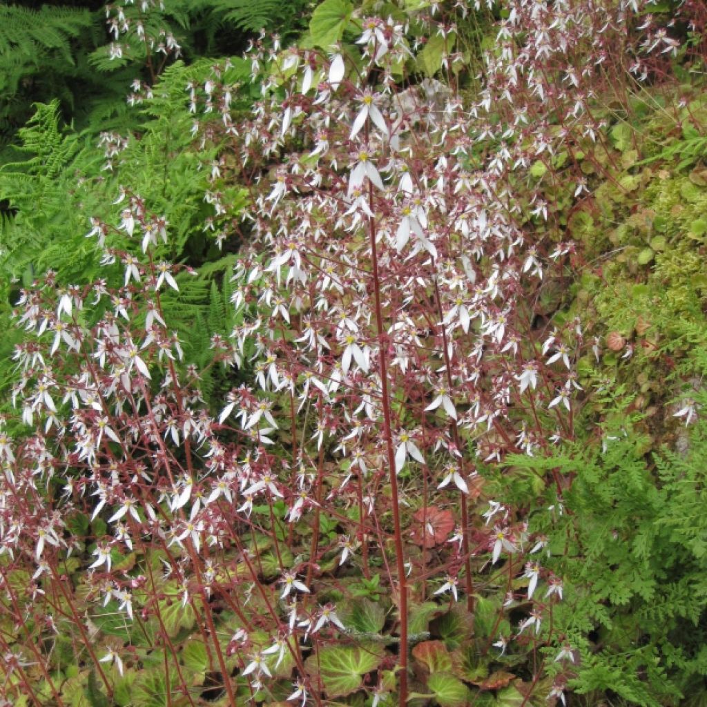 Saxifrage - Saxifraga stolonifera Cuscutiformis