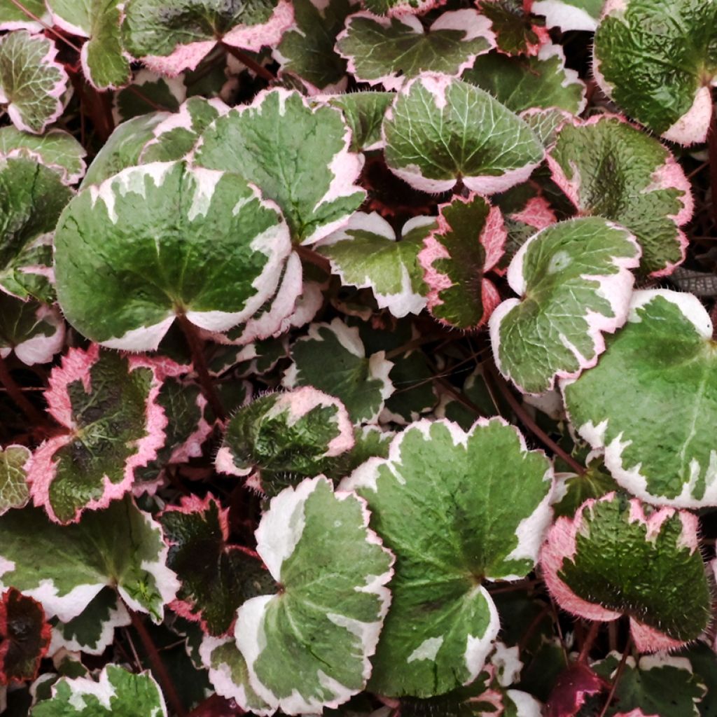 Saxifraga stolonifera Variegata - Saxifrage araignée