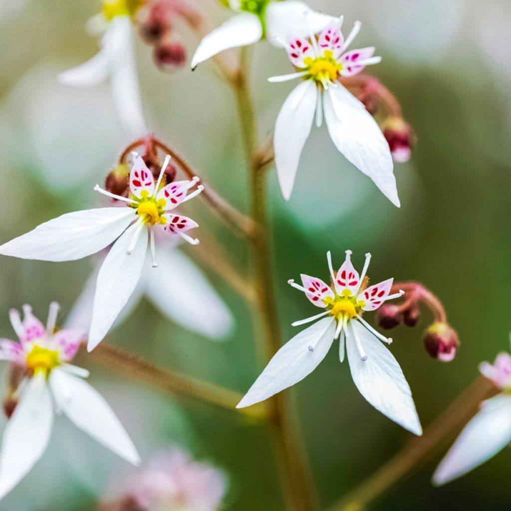 Saxifraga stolonifera Variegata - Saxifrage araignée