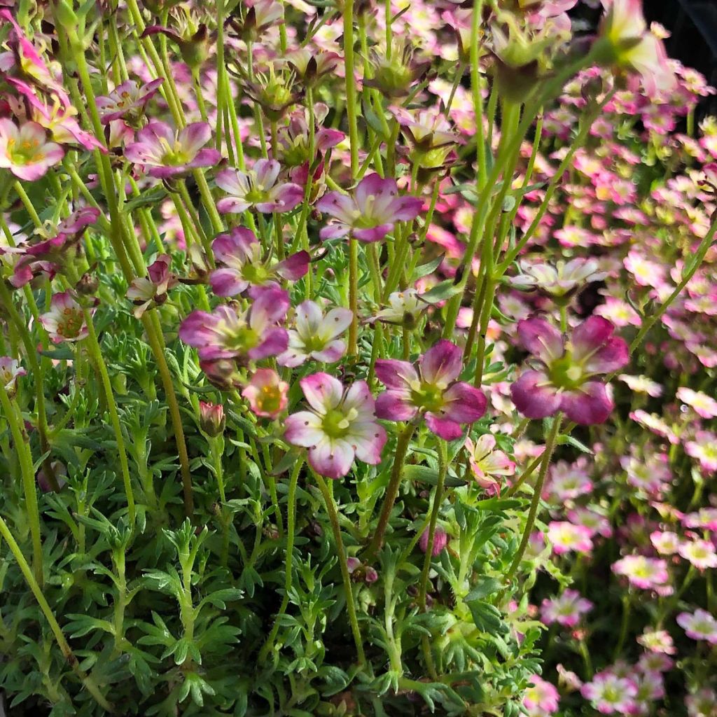 Saxifraga x arendsii Pixie - Saxifrage mousse