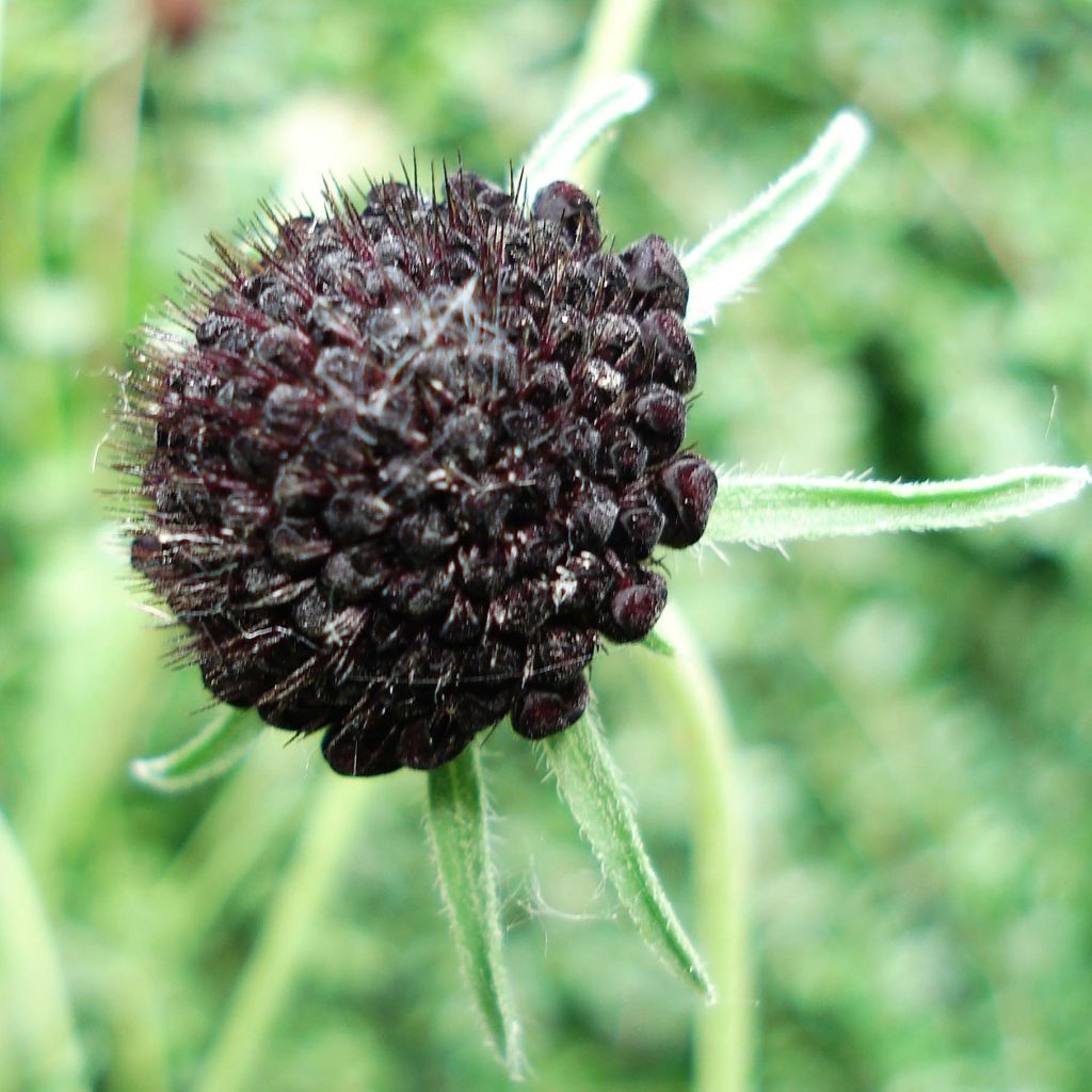 Scabieuse - Scabiosa Chile Black