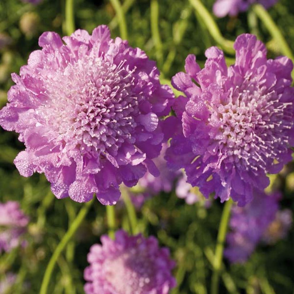 Scabieuse colombaire - Scabiosa col. Pink Mist