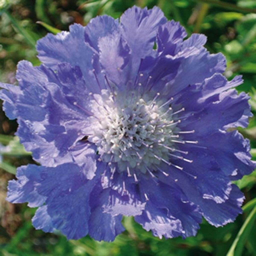 Scabieuse du Caucase - Scabiosa caucasica Perfecta