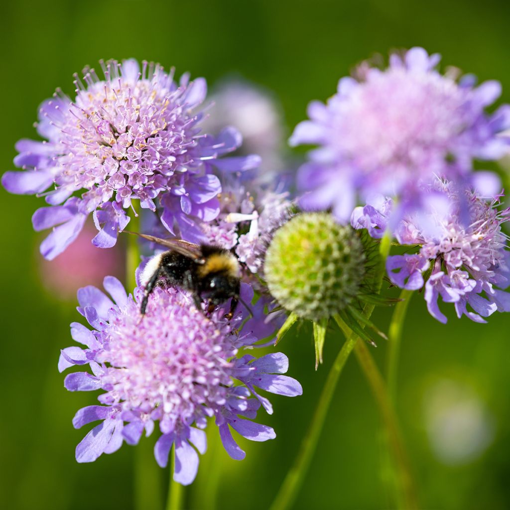 Scabieuse colombaire Pincushion Pink - Scabiosa columbaria