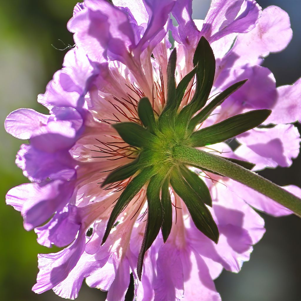 Scabieuse colombaire Pincushion Pink - Scabiosa columbaria