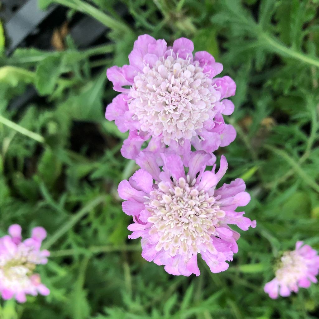 Scabieuse columbaria Pink Mist