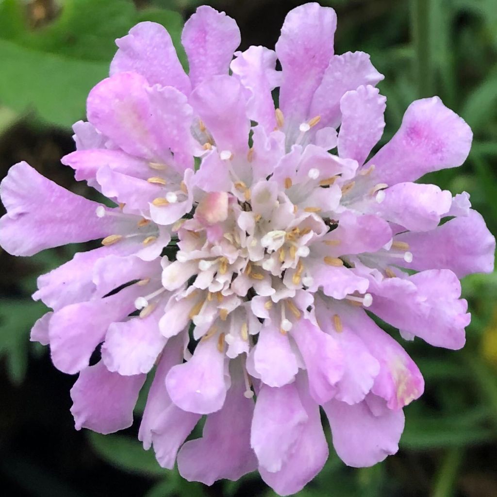 Scabieuse columbaria Pink Mist